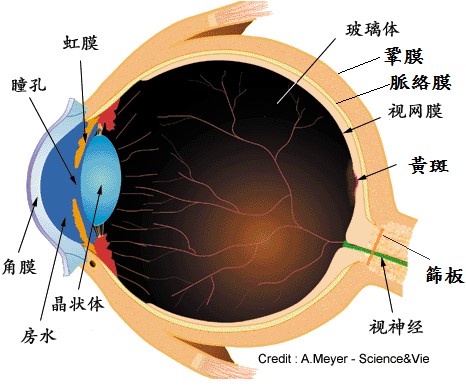 眼球結構圖